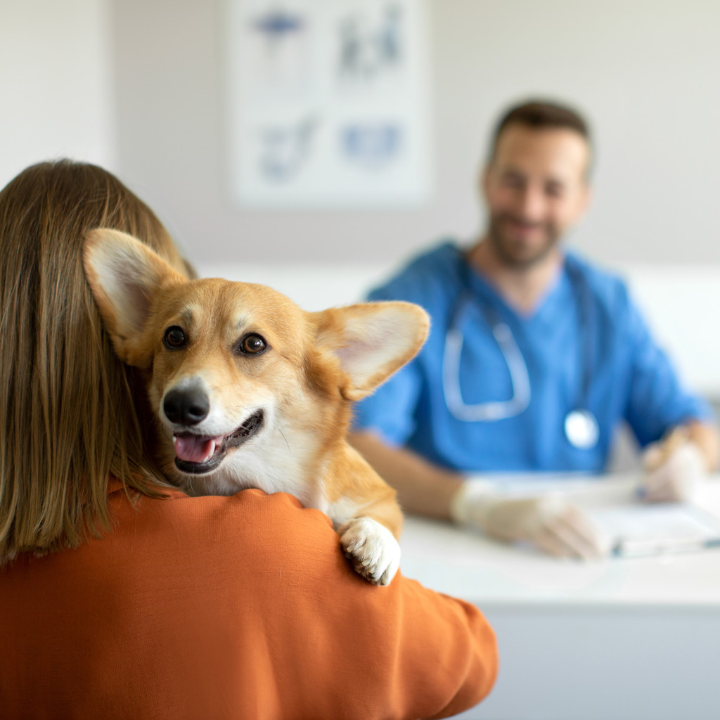 Wholesale of veterinary medicines and medical products