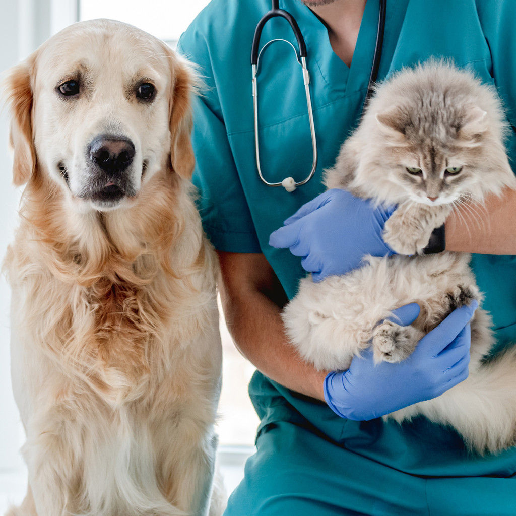 Wholesale of veterinary medicines and medical products